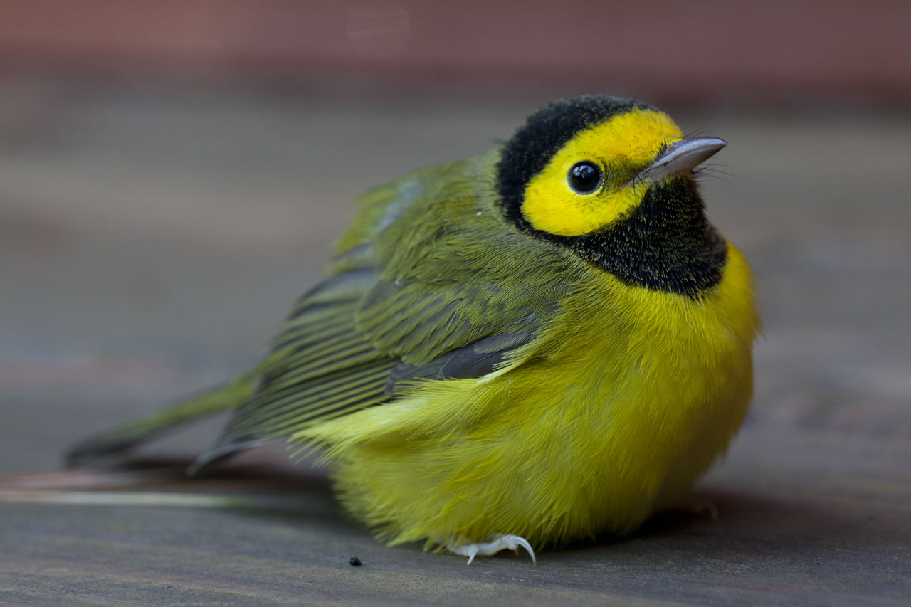 Hooded Warbler On Deck